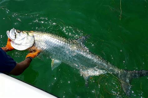bakan fish|Top 10 public fishing spots in Salt Lake City .